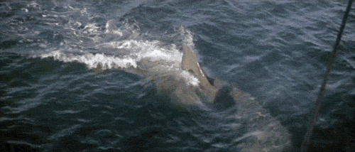 Risultati immagini per lo squalo 1975 gif